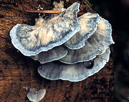 postia  caesia 9.jpg