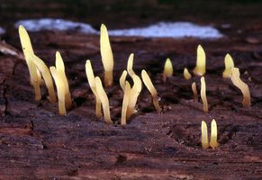 Calocera_cornea(mgw-02).jpg