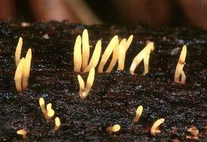 Calocera_cornea(mgw-03).jpg