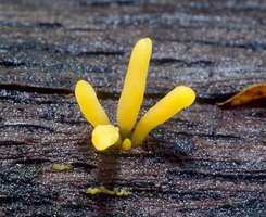 Calocera_cornea(mgw-04).jpg