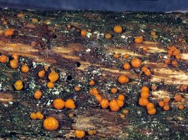 Dacrymyces_deliquescens(mgw-01).jpg