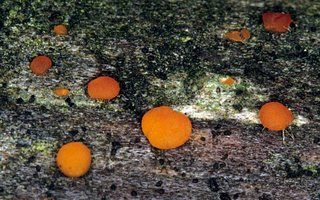 Dacrymyces_deliquescens(mgw-02).jpg