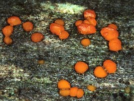 Dacrymyces_deliquescens(mgw-03).jpg