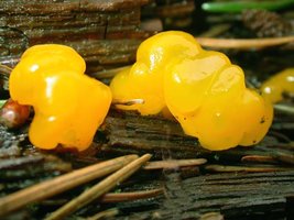 Dacrymyces_palmatus(fs-01).jpg