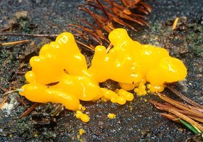 Dacrymyces_palmatus(mgw-02).jpg