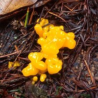 Dacrymyces_palmatus(mgw-03).jpg