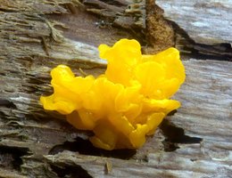 Dacrymyces_palmatus(mgw-04).jpg