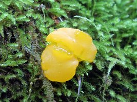 Dacrymyces_palmatus(mgw-05).jpg