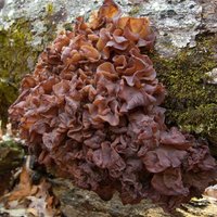 tremella foliacea2.jpg