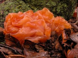 tremella foliceajpg.jpg