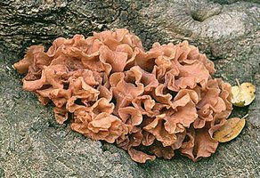 Tremella_foliacea(fs-01).jpg