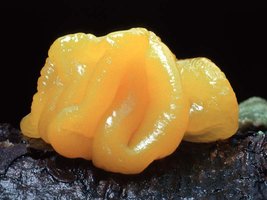 Tremella_mesenterica(tfl-s119-12).jpg