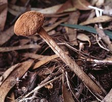 Battarraea_phalloides(fs-02).jpg