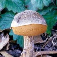 Battarraea_phalloides(fs-05).jpg