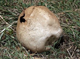 Calvatia_pachyderma(mgw-01).jpg