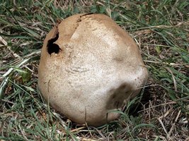 Calvatia_pachyderma(mgw-01).jpg