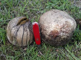 Calvatia_pachyderma(mgw-02).jpg