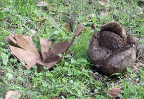 Calvatia_pachyderma(mgw-03).jpg