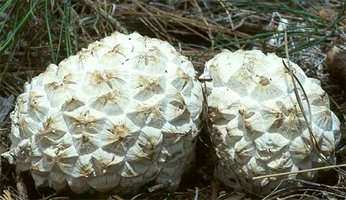 Calvatia_sculpta1.jpg