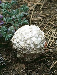 Calvatia_sculpta(fs-01).jpg