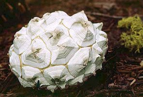 Calvatia_sculpta(fs-02).jpg