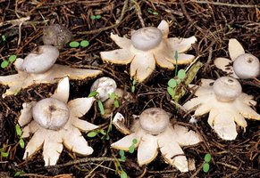 Geastrum_coronatum(fs-01).jpg