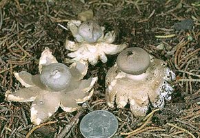 Geastrum_coronatum(fs-02).jpg