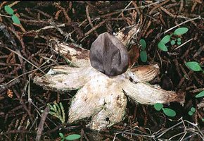 Geastrum_coronatum(fs-03).jpg