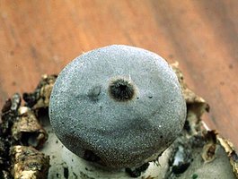 Geastrum_coronatum(fs-04).jpg