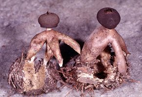 Geastrum_fornicatum(fs-01).jpg