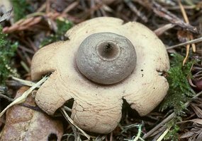 Geastrum_saccatum1.jpg