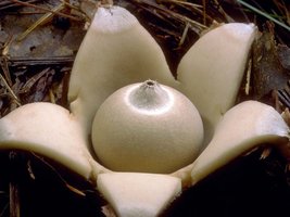 Geastrum_saccatum(tfl-c0229-08).jpg