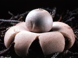 Geastrum_saccatum(tfl-s109-11).jpg