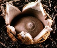 Geastrum_saccatum(tfl-s109-13).jpg