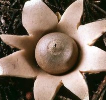 Geastrum_saccatum(tfl-s109-14).jpg