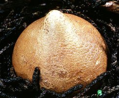 Geastrum_saccatum(tfl-s135-26).jpg