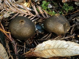 Lycoperdon_nigrescens(mgw-01).jpg