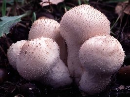 Lycoperdon_perlatum(bk-01).jpg