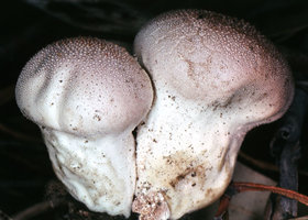 Lycoperdon_perlatum(bm).jpg