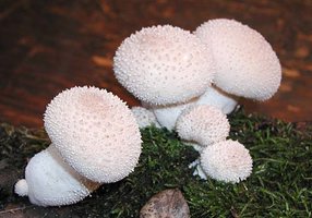 Lycoperdon_perlatum(mgw-01).jpg