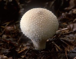 Lycoperdon_perlatum(mgw-02).jpg