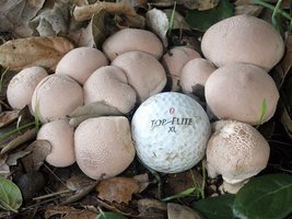 Lycoperdon_perlatum(mgw-03).jpg