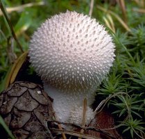 Lycoperdon_perlatum(tfl-c1021-74).jpg