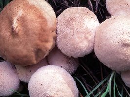 Lycoperdon_perlatum(tg-01).jpg