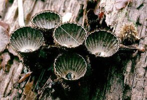 Cyathus_striatus(tfl-s412-08).jpg