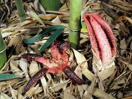 Clathrus_archeri(fs-01).jpg