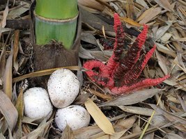 Clathrus_archeri(mgw-01).jpg