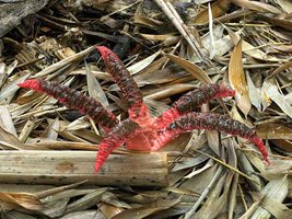 Clathrus_archeri(mgw-02).jpg