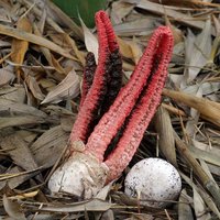 Clathrus_archeri(mgw-05).jpg