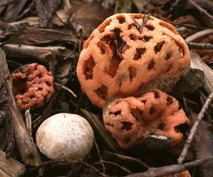 Clathrus_ruber(fs-1).jpg